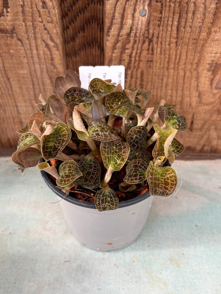 Compot — Dossinia marmorata (Jewel)