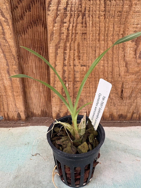 Galeandra juncea x Cycnoches warszewiczii