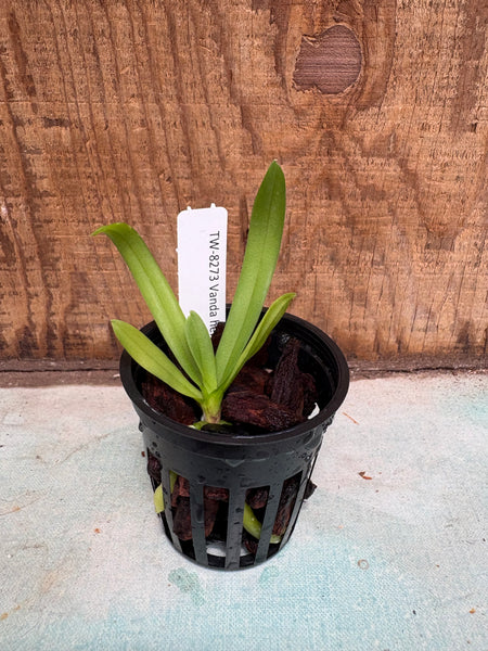 Vanda hennisiana