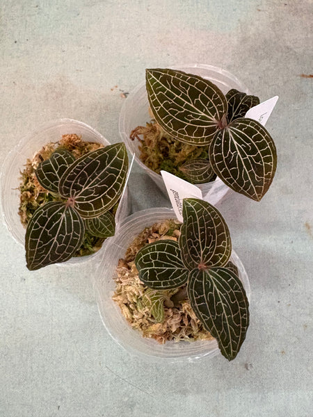 Anoectochilus geniculatus JEWEL ORCHID