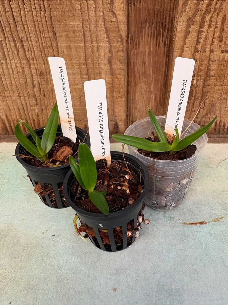 Angraecum breve