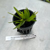 Bulb. flaviflorum