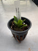 Bulbophyllum thiurum