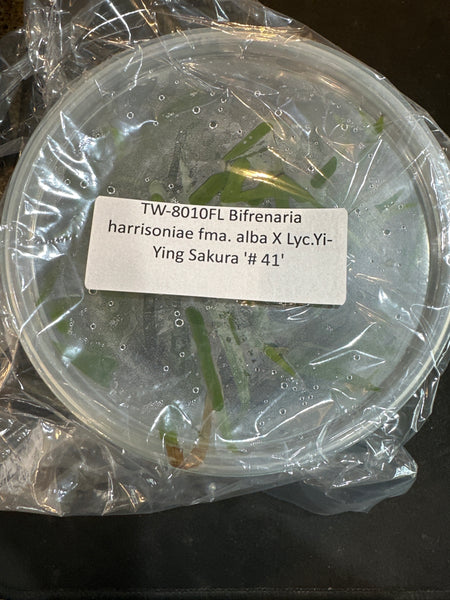 Flask Bifrenaria harrisoniae fma alba x Lyc. Yi-Ying Sakura # 41