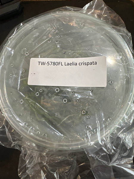 Flask Laelia crispata