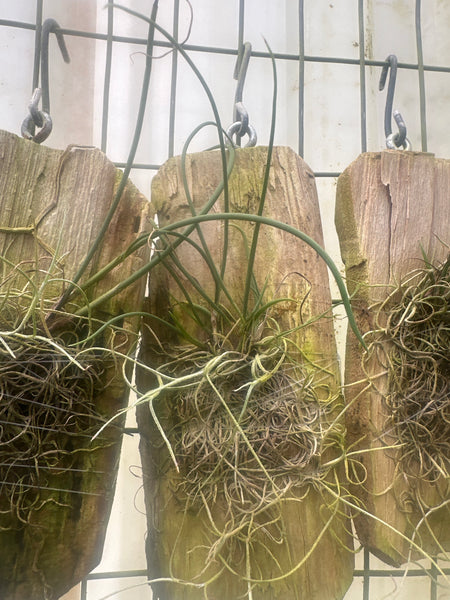 Scuticaria salesiana