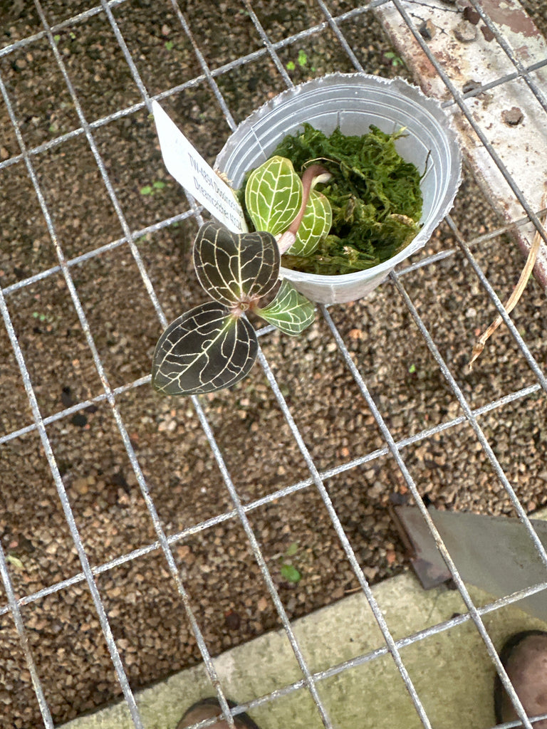 JEWEL ORCHID:  Dossinochilus Dreamcatcher