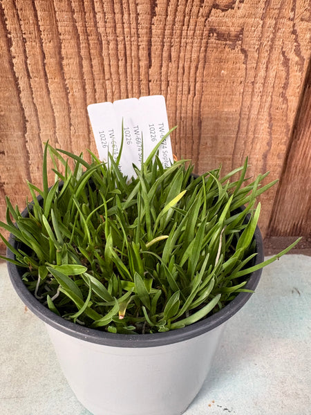 COMPOT—Sophronitis acuensis