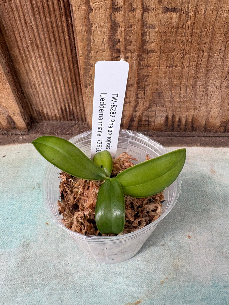 Phalaenopsis lueddemanniana