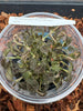 FLASK Anoectochilus tridentatus JEWEL ORCHID