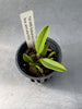 Bulbophyllum fascinator semi alba