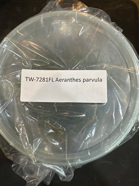 Flask Aeranthes parvula