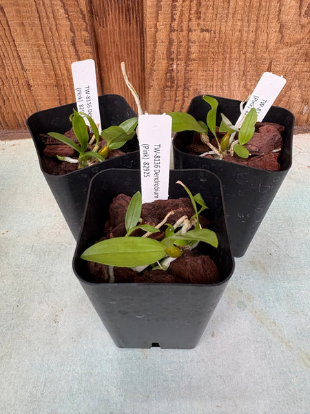 Dendrobium farmeri (Pink)