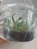 Flask Coelogyne schilleriana
