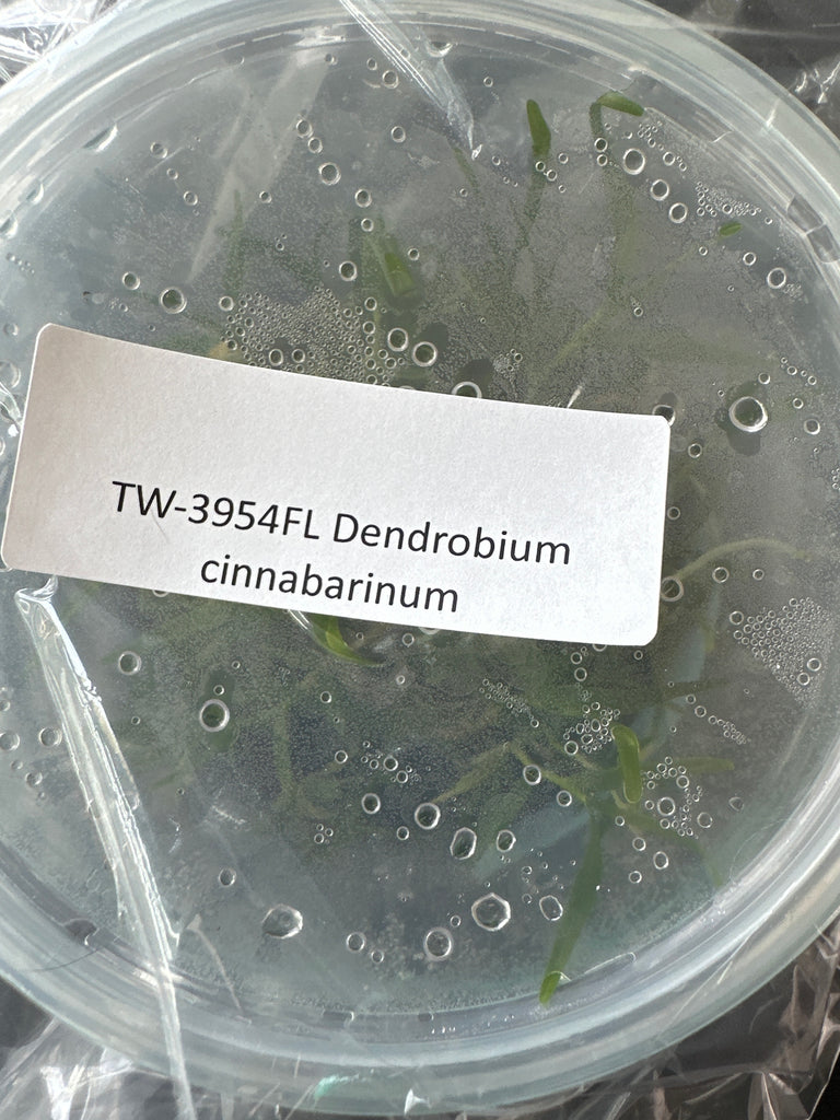 FLASK Dendrobium cinnabarinum