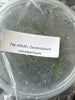FLASK Dendrobium cinnabarinum
