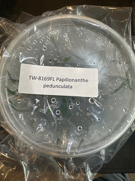 Flask Papilionanthe pedunculata