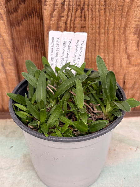 COMPOT-Angraecum (bosseri x magdalenae)