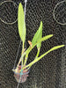 Rlc. Golf Green 'Hair Pig'
