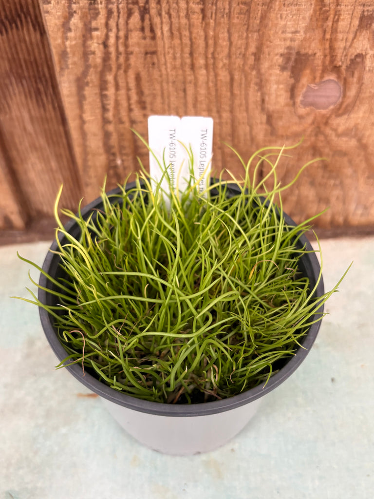 COMPOT Leptotes pohlitinocoi