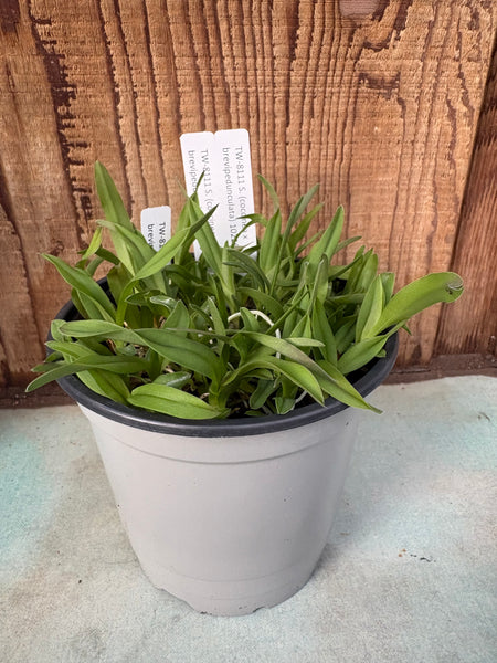 COMPOT S. (coccinea x brevipedunculata)