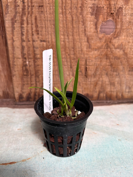 Encyclia bractescens
