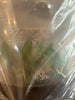 FLASK Bulb nasica
