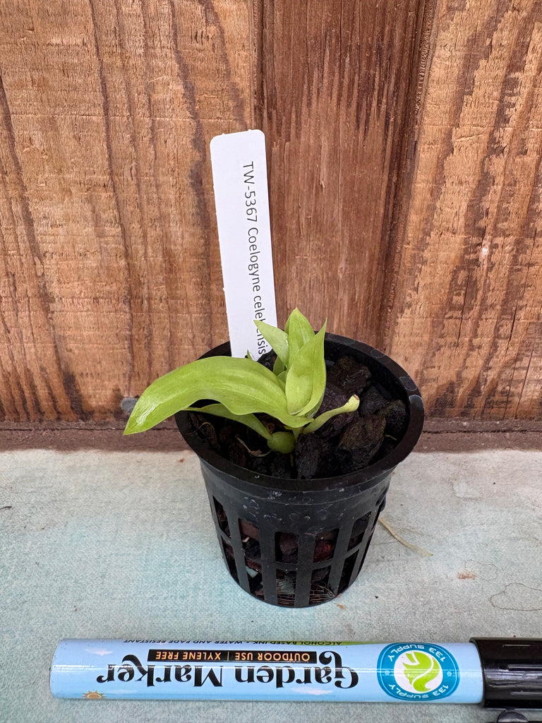 Coelogyne celebensis