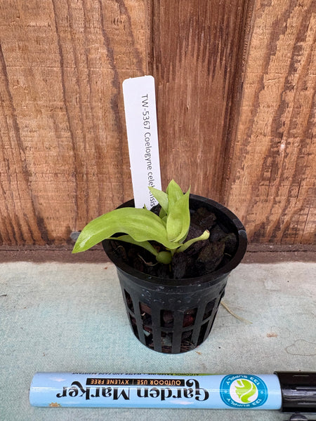 Coelogyne celebensis
