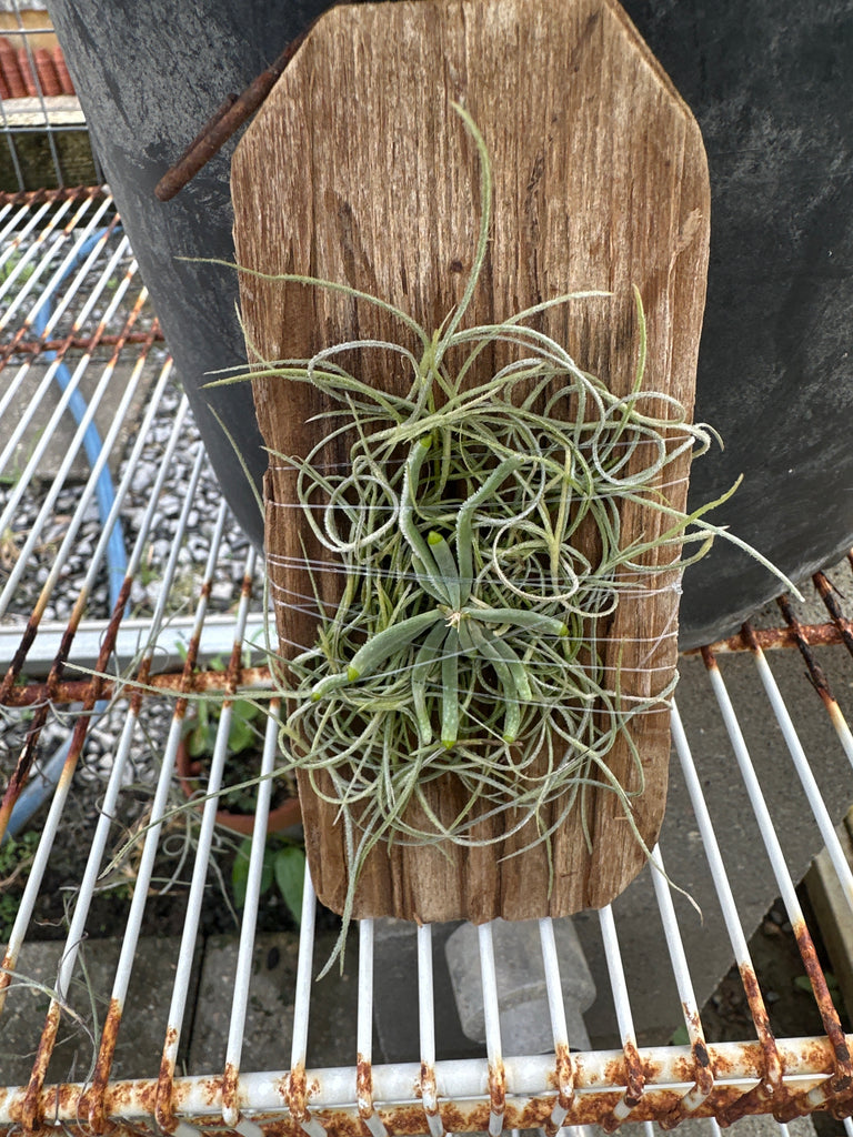 Chilischista exuperei