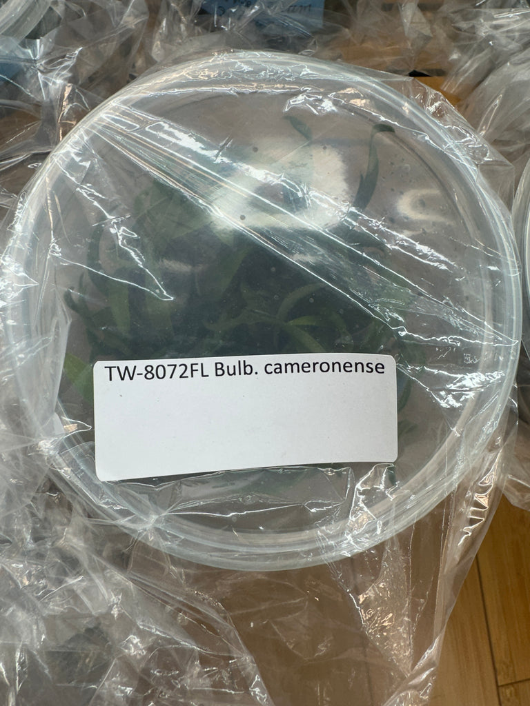 Flask Bulb. cameronense