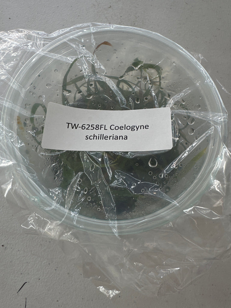 Flask Coelogyne schilleriana