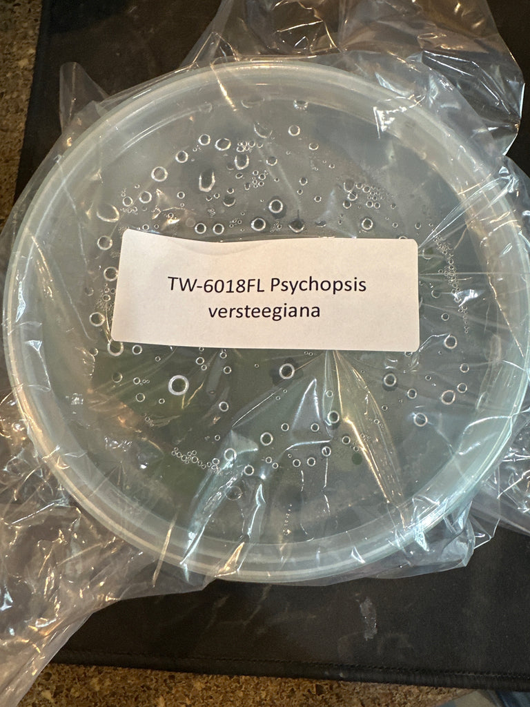 FLASK Psychopsis versteegiana