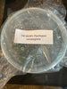 FLASK Psychopsis versteegiana