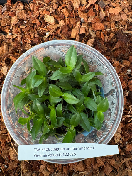 FLASK  Angraecum birrimense x Oeonia volucris