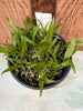 COMPOT Epidendrum tridens