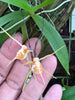 Thrixspermum acuminatissimum