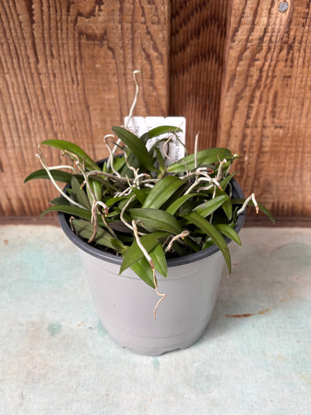 COMPOT -Thrixspermum saruwatarii