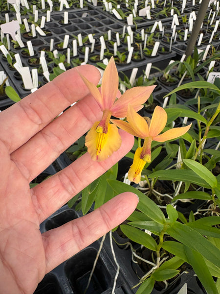 B. Whartoniana x Epi. baumannianum