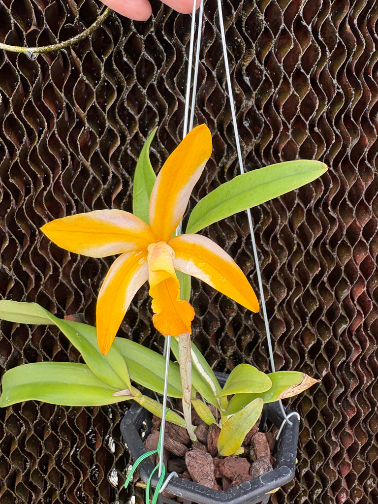 Ctt. Magic Bell 'New Trick' – Louisiana Orchid Connection