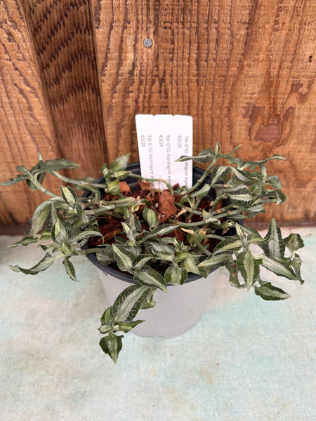COMPOT Aspidogyne argentea JEWEL