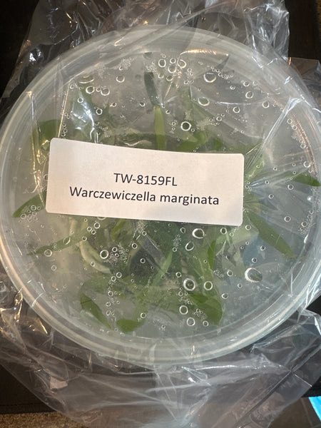 FLASK Warczewiczella marginata