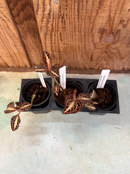 Jewel Orchid 3 Pack Anoectochilus albo-lineatus (variegated leaves)