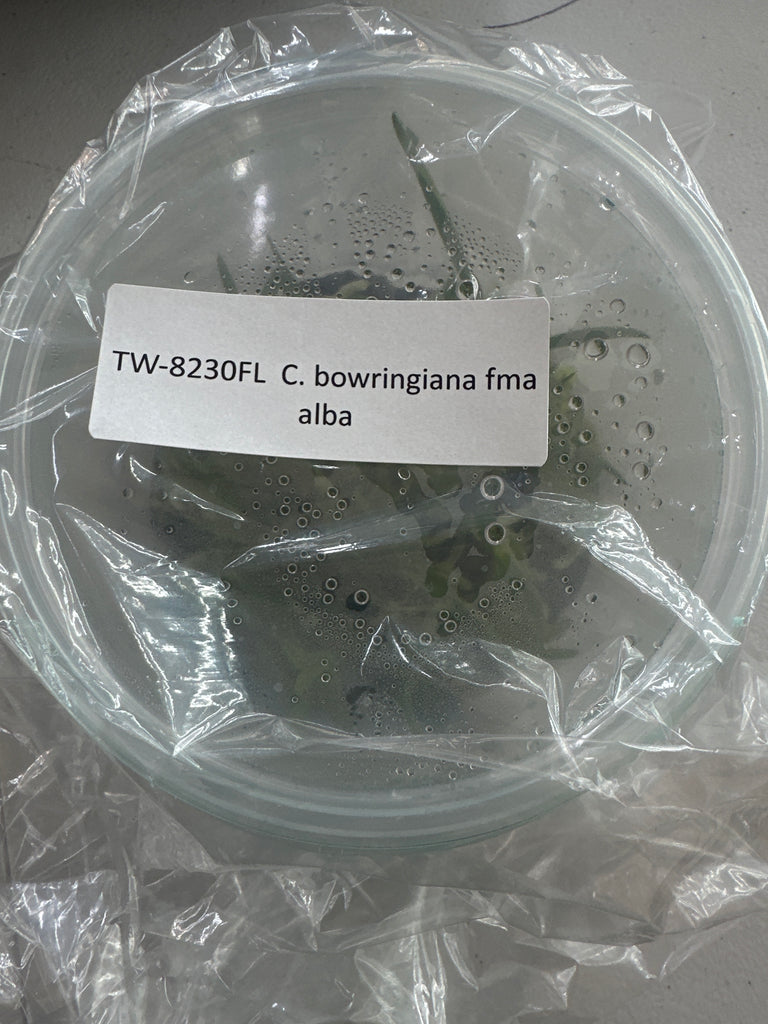 FLASK C bowringiana fma alba