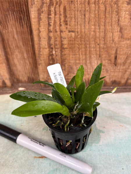 Laelia praestans f. alba x Sophronitis mantiqueriae
