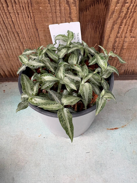 COMPOT Aspidogyne argentea JEWEL