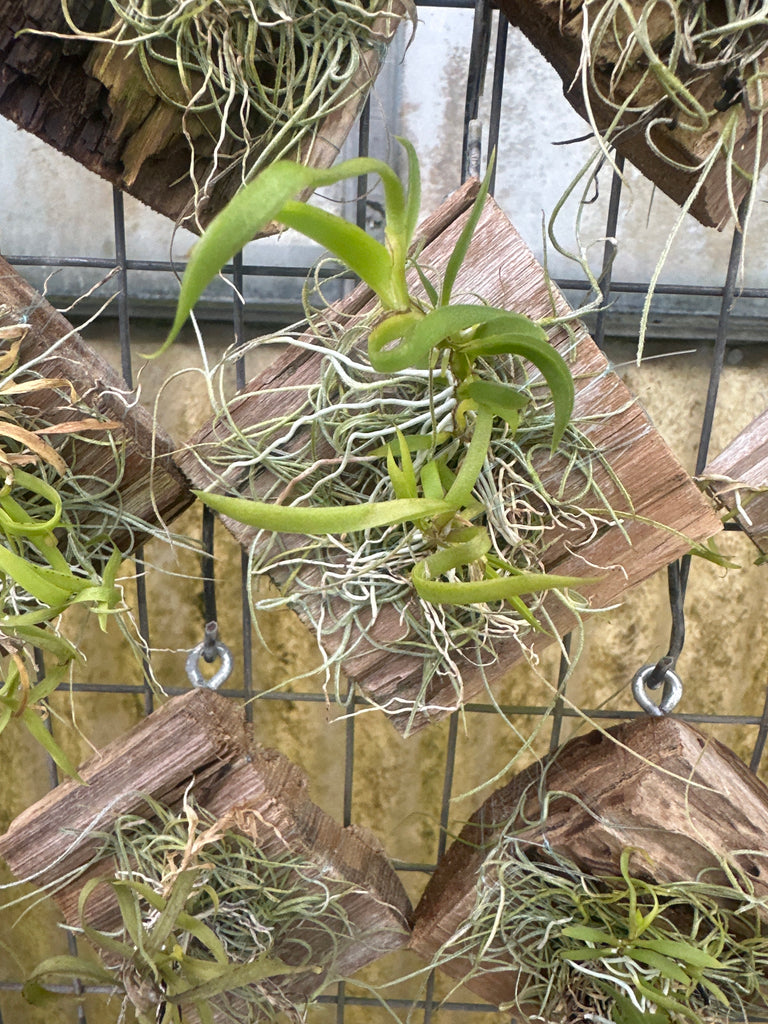 Tolumnia urophylla mounted