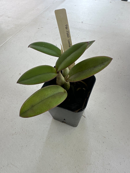 Laelia millerii