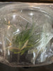 Flask Vanda LOC Lamecina