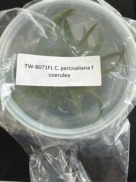 C. percivaliana f coerulea